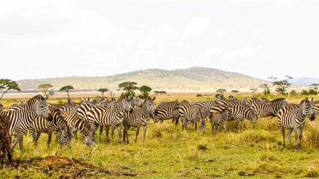 Agence de voyage Tanzanie : pourquoi choisir Hors Pistes pour un safari sur mesure, Zanzibar et le trekking